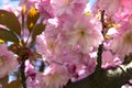 Spring flowers, sakura tree, pink flowers Royalty Free Stock Photo