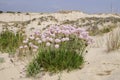 The spring flowers among sandy landscape of Coto de Donana National Park Royalty Free Stock Photo