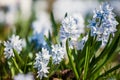 Spring flowers scilla siberica