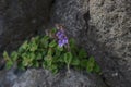 Scutellaria indica flowers