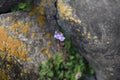 Scutellaria indica flowers