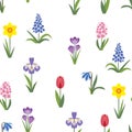 Spring flowers seamless pattern. Crocus, tulip, hyacinth, muscari, scilla, narcissus, and iris on white background.