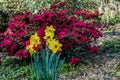 Spring Flowers In Seatac 2