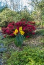 Spring Flowers In Seatac 3