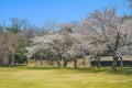 Kyoto, Japan - cherry trees sakura at Nijo Castle park