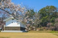 "Kyoto, Japan - cherry trees sakura at Nijo Castle park