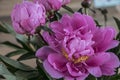 Spring flowers series, beautiful pink peony flowers in garden Royalty Free Stock Photo