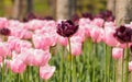 Spring flowers series, black tulips Royalty Free Stock Photo