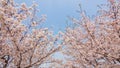 Spring flowers series, Cherry Blossom in Tongji University