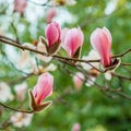 Spring flowers series, Magnolia tree blossom Royalty Free Stock Photo