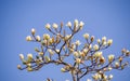 Spring flowers series, Magnolia tree blossom Royalty Free Stock Photo