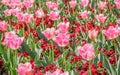 Spring flowers series, pink tulips with jaggy petals