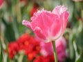 Spring flowers series, pink tulips with jaggy petals Royalty Free Stock Photo