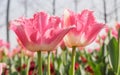 Spring flowers series, pink tulips with jaggy petals Royalty Free Stock Photo