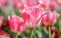 Spring flowers series, pink tulips with jaggy petals