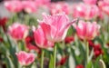 Spring flowers series, pink tulips with jaggy petals