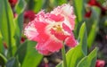 Spring flowers series, pink tulips with jaggy petals Royalty Free Stock Photo