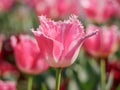 Spring flowers series, pink tulips with jaggy petals