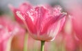 Spring flowers series, pink tulips with jaggy petals Royalty Free Stock Photo