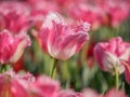 Spring flowers series, pink tulips with jaggy petals Royalty Free Stock Photo