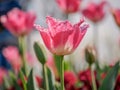 Spring flowers series, pink tulips with jaggy petals Royalty Free Stock Photo