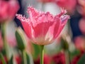 Spring flowers series, pink tulips with jaggy petals Royalty Free Stock Photo