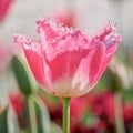 Spring flowers series, pink tulips with jaggy petals Royalty Free Stock Photo