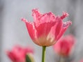 Spring flowers series, pink tulips with jaggy petals