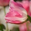 Spring flowers series, pink tulips with jaggy petals Royalty Free Stock Photo