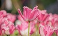 Spring flowers series, pink tulips with jaggy petals