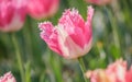 Spring flowers series, pink tulips with jaggy petals Royalty Free Stock Photo