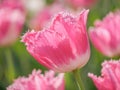 Spring flowers series, pink tulips with jaggy petals Royalty Free Stock Photo