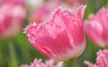 Spring flowers series, pink tulips with jaggy petals Royalty Free Stock Photo