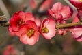 Spring flowers series, red flowers on the branches flowering chaenomeles speciosa chinese quince flowers