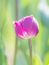 Spring flowers series, single purple tulip Royalty Free Stock Photo