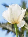 Spring flowers series, single white tulip in field against blue Royalty Free Stock Photo