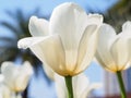 Spring flowers series, single white tulip in field against blue Royalty Free Stock Photo