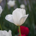 Spring flowers series, single white tulip in field Royalty Free Stock Photo