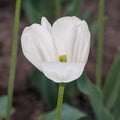 Spring flowers series, single white tulip in field Royalty Free Stock Photo
