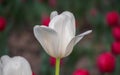 Spring flowers series, single white tulip in field Royalty Free Stock Photo