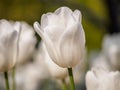 Spring flowers series, single white tulip in field Royalty Free Stock Photo