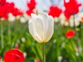 Spring flowers series, white tulip among red tulips in field Royalty Free Stock Photo