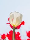 Spring flowers series, white tulip among red tulips in field Royalty Free Stock Photo