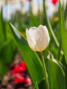 Spring flowers series, white tulip among red tulips in field Royalty Free Stock Photo