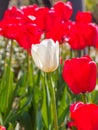 Spring flowers series, white tulip among red tulips in field Royalty Free Stock Photo