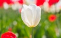 Spring flowers series, white tulip among red tulips in field Royalty Free Stock Photo