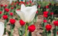 Spring flowers series, white tulip among red tulips in field Royalty Free Stock Photo