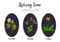 Spring flowers set primula, lungwort, hellebore