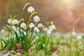 Spring flowers in the shining sunlight , Leucojum vernum, called spring snowflake Royalty Free Stock Photo
