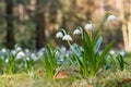 Spring flowers in the shining sunlight , Leucojum vernum, called spring snowflake Royalty Free Stock Photo